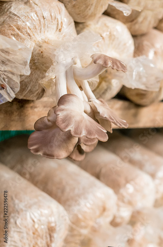 Mushrooms growing in farm, organic mushroom is an agriculture plant