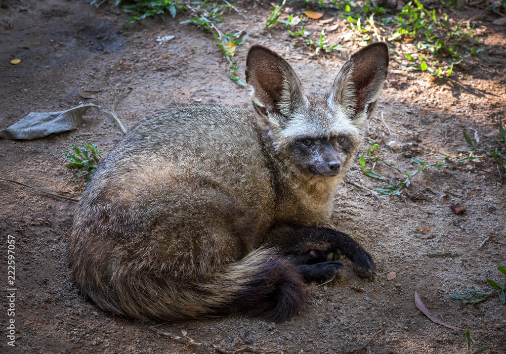 Obraz premium Bat eared fox.