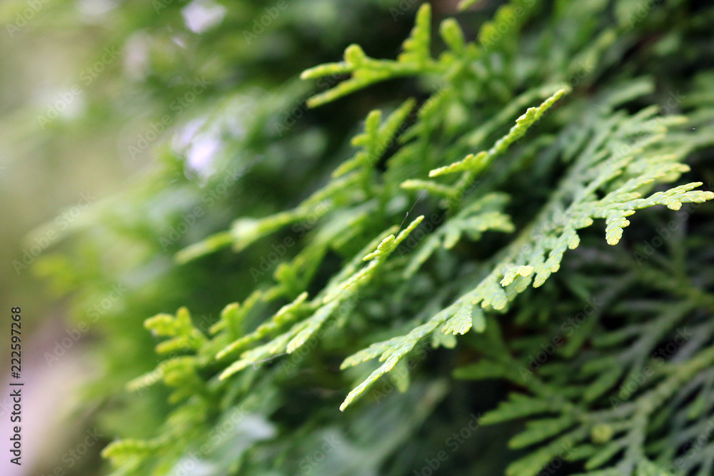 thuja