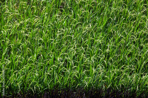Rice field .