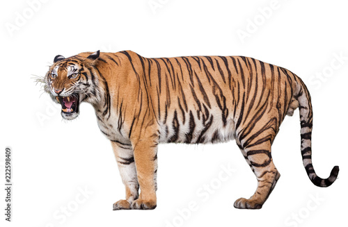 Fototapeta Tiger action on white background.