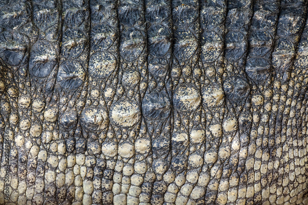 Obraz premium Crocodile skin texture.