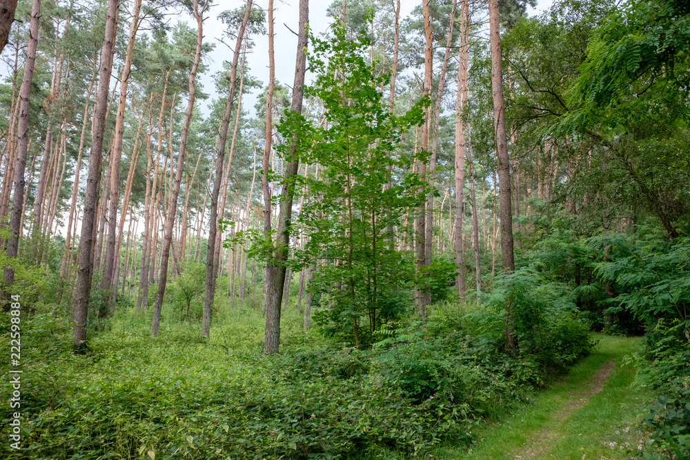 Fototapeta premium Spazierweg im Kieferwald