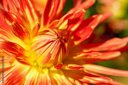 Fototapeta Naklejka Na Ścianę i Meble -  Orange rote Dahlienblüte,Nahaufnahme, Dahlias