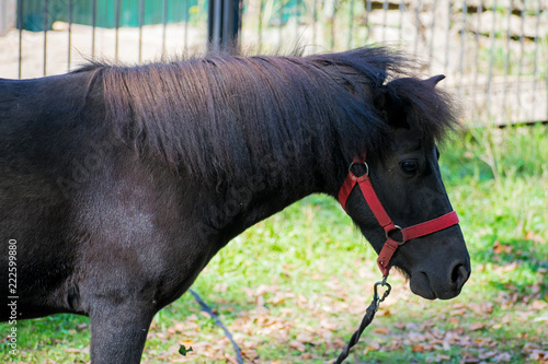 Horse on pasture. Close-up of a pony. Horse and zoo. photo