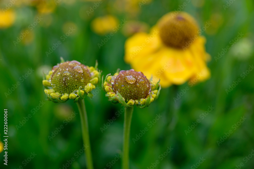 Blumen mit Tautropfen Blumen mit Tautropfen