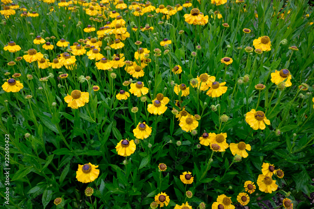 Fototapeta premium Blumenwiese