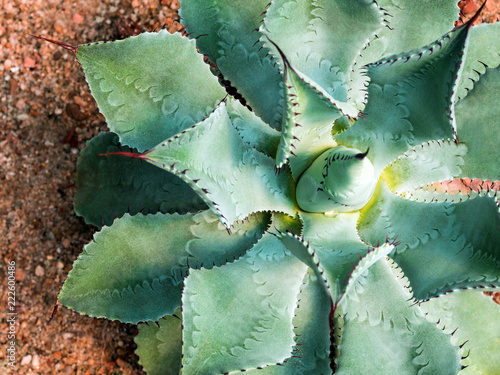 Succulent plant close-up, thorn and detail on leaves of Agave potatorum photo