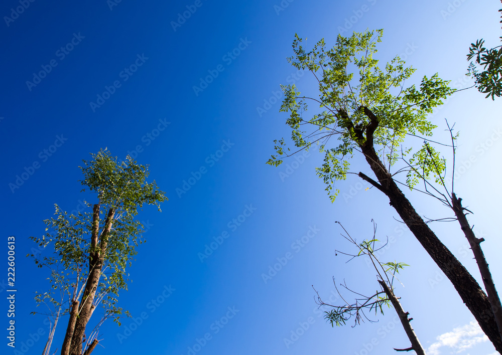 Fototapeta premium Bright leaves on blue sky and sunlight background