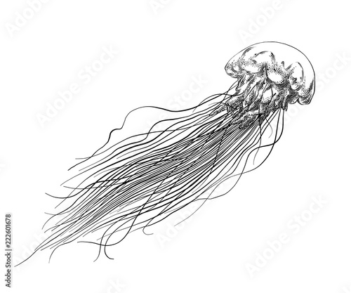 Hand drawn sketch of jellyfish in black isolated on white background. Detailed vintage style drawing. Vector illustration