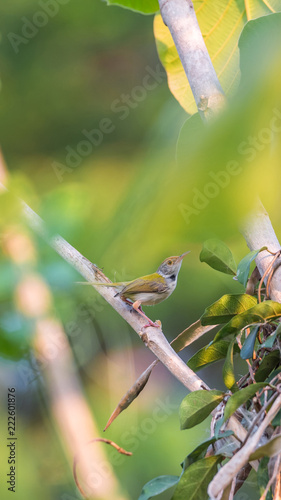 Bird (Common tailorbird) on tree in nature wild