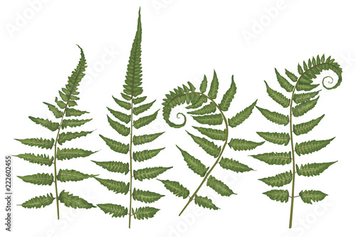 Set of silhouettes of a green forest fern isolated on white background. Vector illustration photo