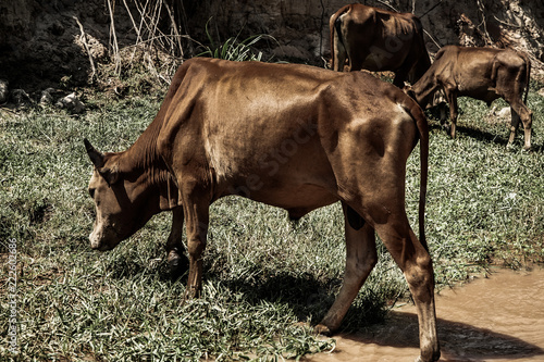 Vache broutan dans la savane
