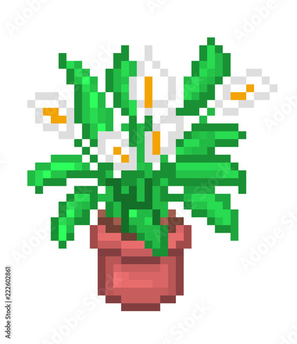 Blooming spathiphyllum/peace lily/spath,pixel art illustration isolated on white background. Houseplant with white flowers and green leaves in a pot. Decorative home poster. Print for botanic lovers. © Ksenia
