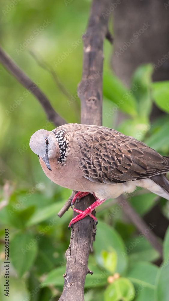 Bird (Dove, Pigeon or Disambiguation) in a nature Bird (Dove, Pigeon or Disambiguation) in a nature