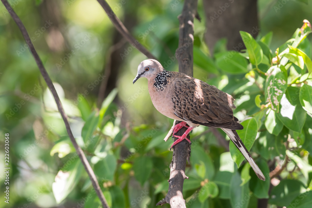 Bird (Dove, Pigeon or Disambiguation) in a nature Bird (Dove, Pigeon or Disambiguation) in a nature