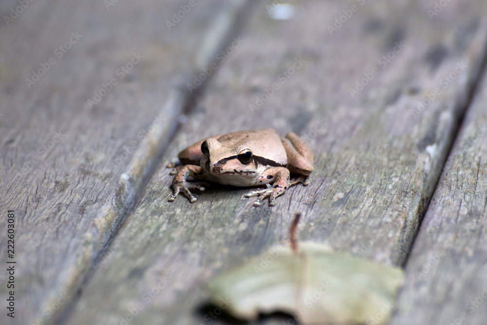 Fototapeta premium Small brown Northern Stoney Creek Frog on a veranda near Kuranda on the Atherton Tablelands in Queensland, Australia