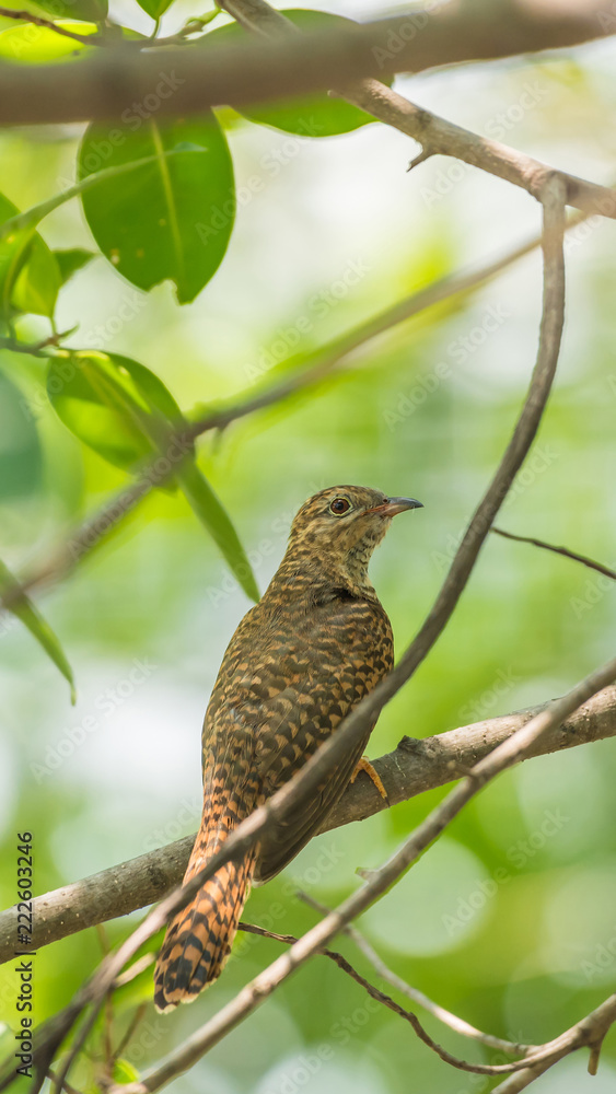 Bird (Plaintive Cuckoo) in a nature wild Bird (Plaintive Cuckoo) in a nature wild