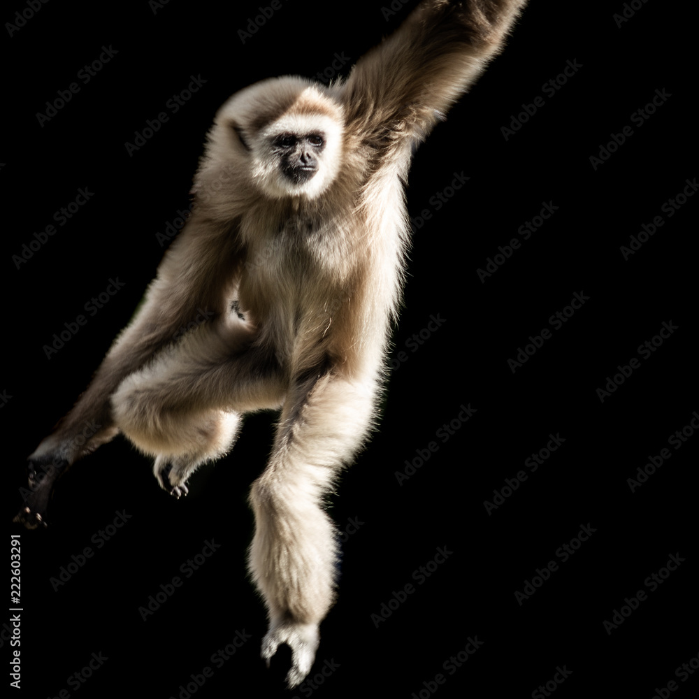 Obraz premium affe schwingt durch luft
