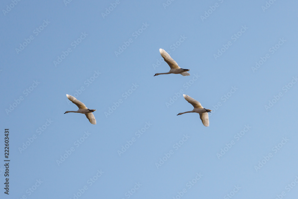 Three white swans flying on a blue sky background at sunny day