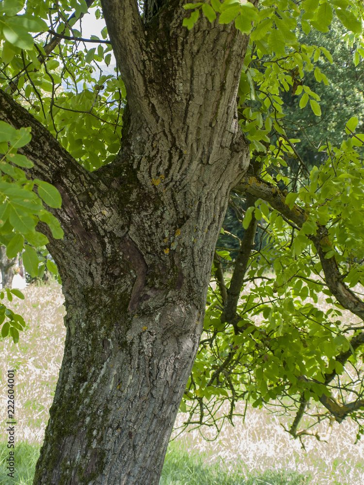 Fototapeta premium Juglans regia. Tronc du noyer commun