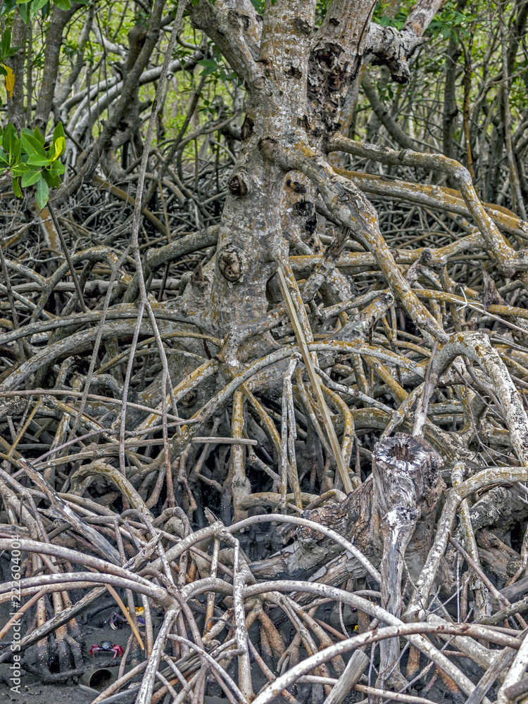 Mangrove swamp trees Mangrove swamp trees