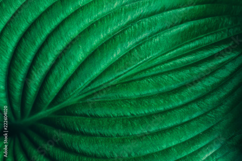 Plant leaf texture. Abstract green nature background