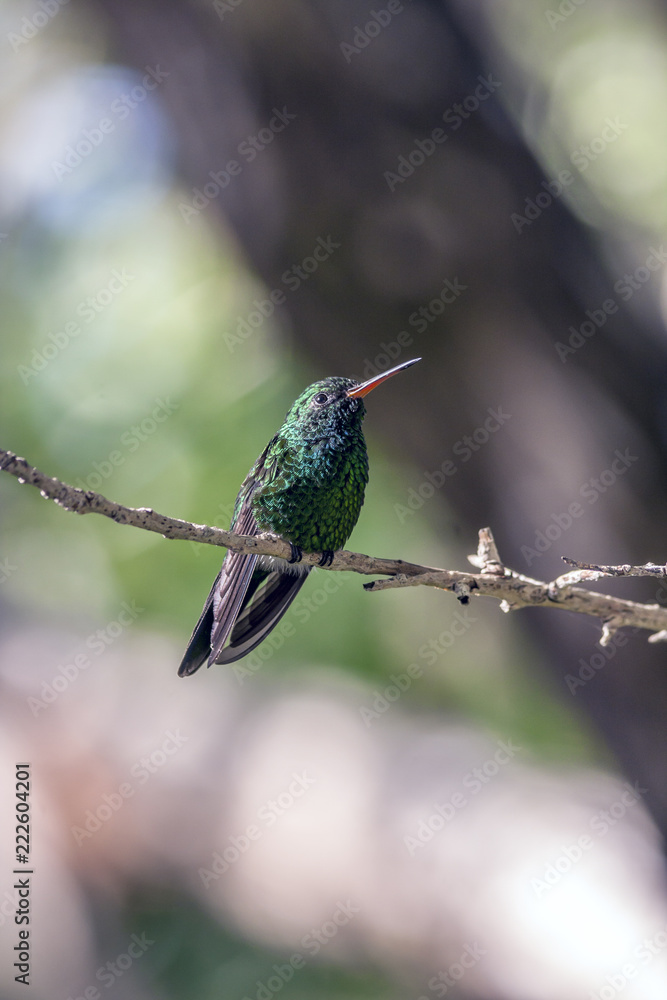 Fototapeta premium Emerald-chinned Hummingbirds ,Abeillia abeillei