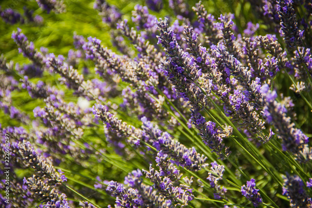 Fototapeta premium Lavender field in Aix en Provence, France