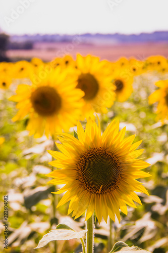 Sunflower field in Aix en Provence - France  with lavender field on the background