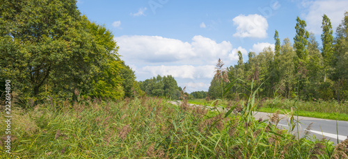 Trees along a road in a natural park in summer  