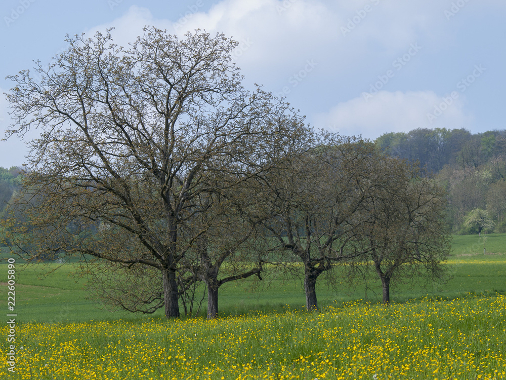 Juglans regia. Le noyer commun d'Europe. Noyeraie du markgräflerland en Forêt-noire. Juglans regia. Le noyer commun d'Europe. Noyeraie du markgräflerland en Forêt-noire.