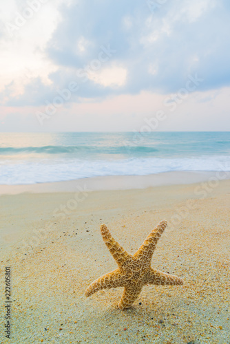 A starfish besides sea shore on a beach with white sand