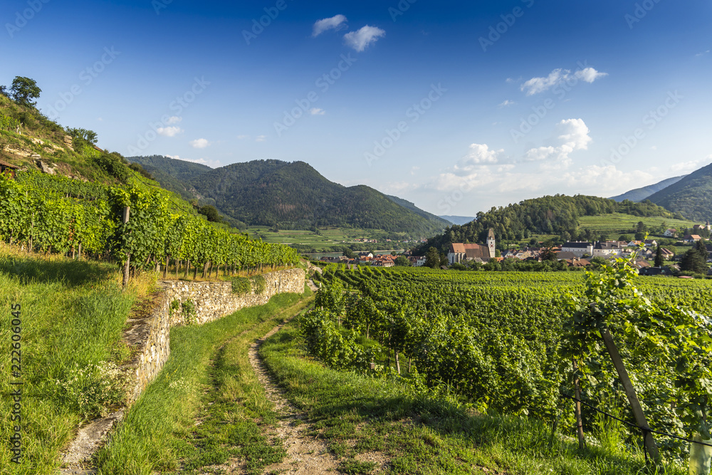 Spitz, Austria, View to old church from green vineyards.