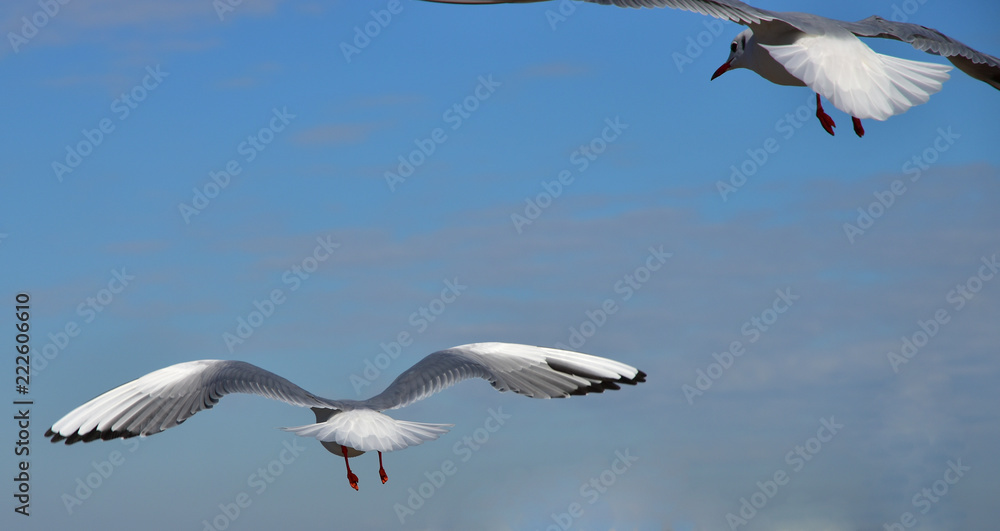 Obraz premium Scene of two seabirds flying in the blue sky which it was fine of the port