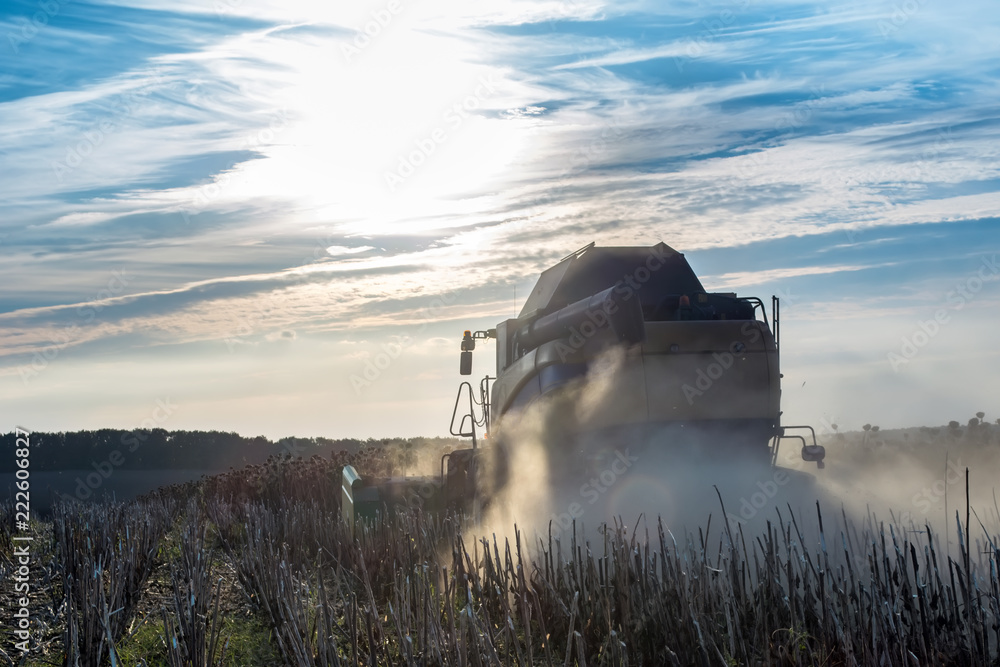 Fototapeta premium modern combine harvester ripe sunflower at sunset