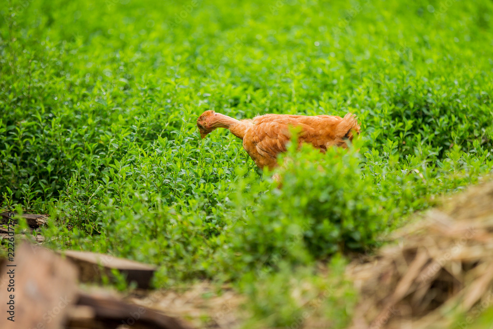 Chicken posing for a photo on a background of green grass