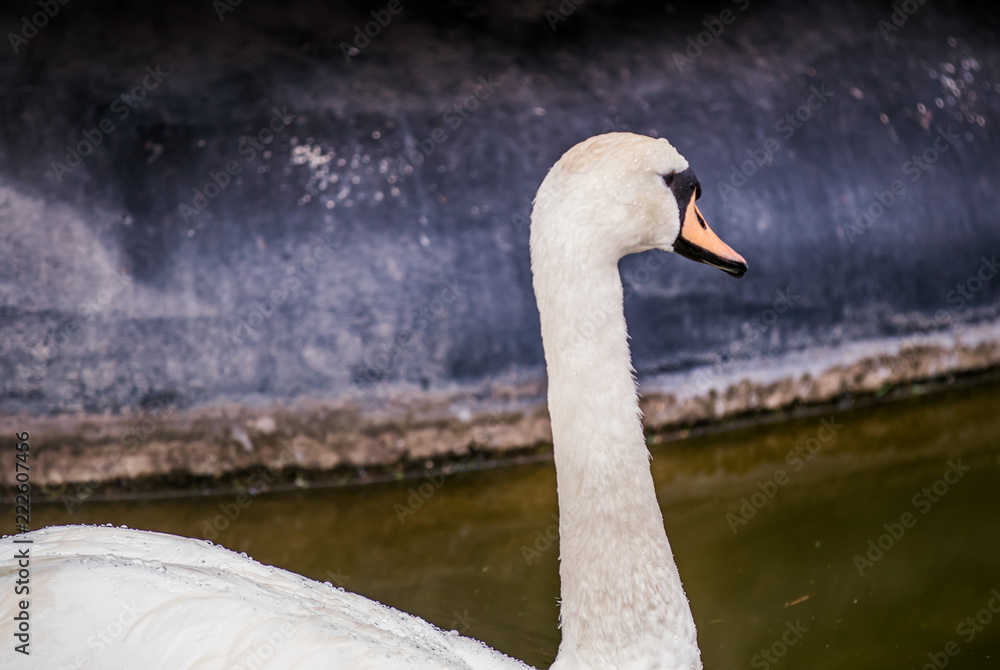 Fototapeta premium Beautiful white swan swims in the lake