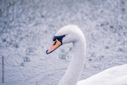 Fototapeta Naklejka Na Ścianę i Meble -  Beautiful white swan swims in the lake