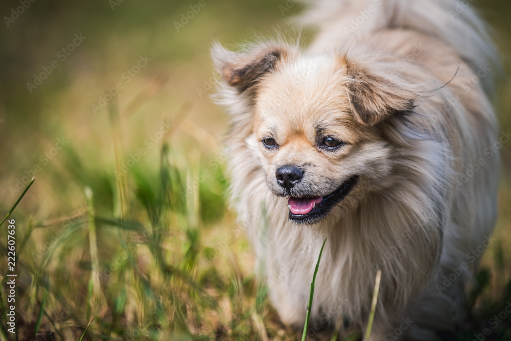 Pekingese dog walks in the garden Pekingese dog walks in the garden