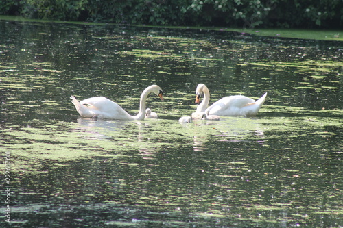 Swan family