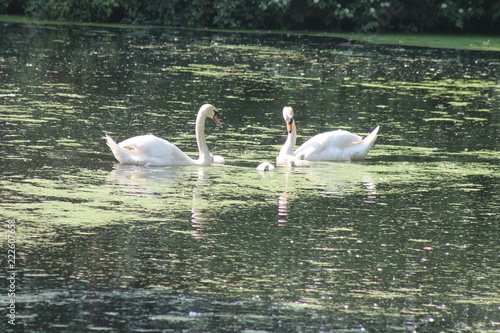 Swan family