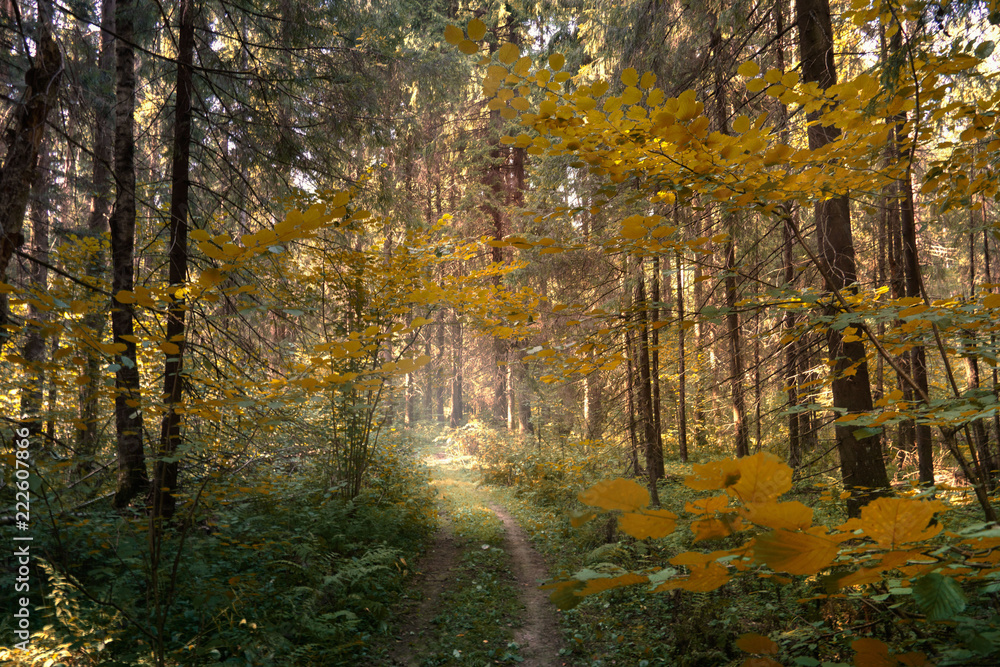 Obraz premium autumn in the forest