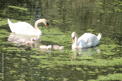 Swan family