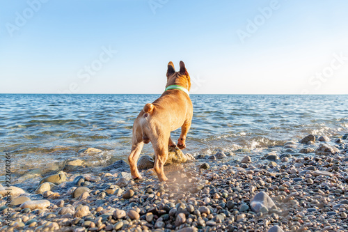 Fototapeta Naklejka Na Ścianę i Meble -  Adorable pug be happy on the beach. Vacation concept