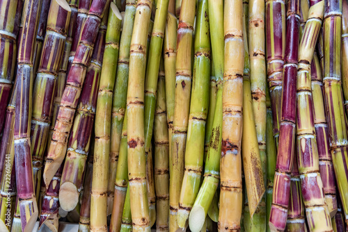 Valokuva lots of sugar canes