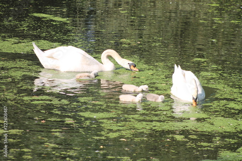 Swan family