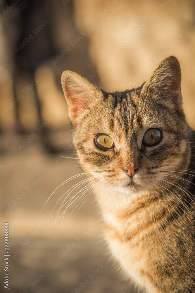 A curious cat looking right through the lens A curious cat looking right through the lens