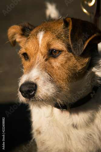 Portrait of a cute Jack Russell Terrier 