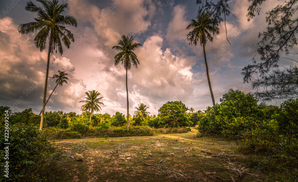 palm trees and blue sky